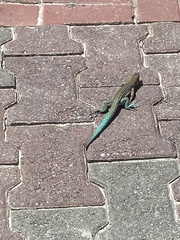 Cnemidophorus arubensis