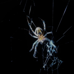 Alpaida veniliae