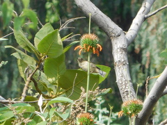 Diglossa baritula