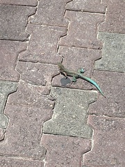 Cnemidophorus arubensis