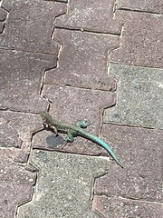 Cnemidophorus arubensis