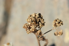 Hippodamia caseyi