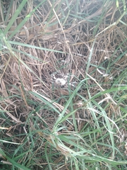 Neoscona orizabensis