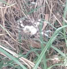 Neoscona orizabensis