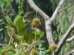 Diglossa baritula