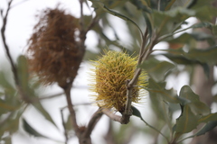 Banksia dentata