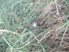 Neoscona orizabensis