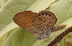 Brephidium exilis exilis
