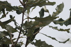 Banksia dentata
