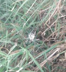 Neoscona orizabensis