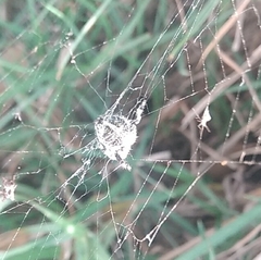 Neoscona orizabensis