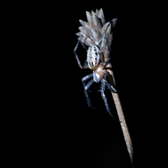 Alpaida veniliae