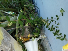 Euphorbia lasiocarpa