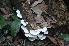 Trametes elegans