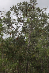 Banksia dentata