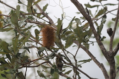 Banksia dentata