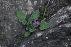 Erodium