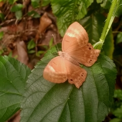 Abisara bifasciata