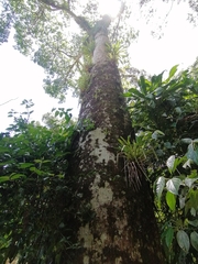 Ceiba pentandra