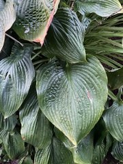 Hosta lancifolia