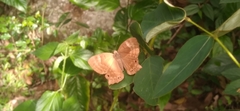 Abisara bifasciata