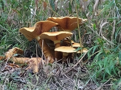 Gymnopilus junonius
