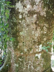 Ceiba pentandra