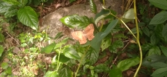 Abisara bifasciata