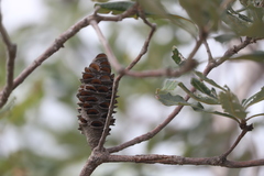 Banksia dentata