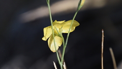 Menodora scabra glabrescens