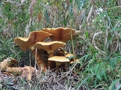 Gymnopilus junonius