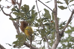Banksia dentata
