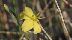 Menodora scabra glabrescens
