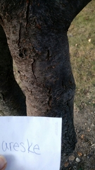 Prunus domestica