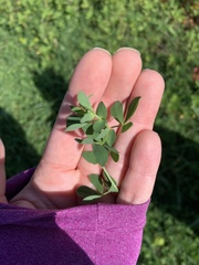 Lotus corniculatus