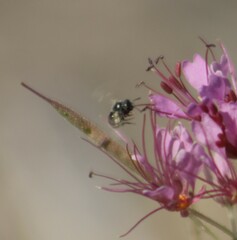Halictus tripartitus