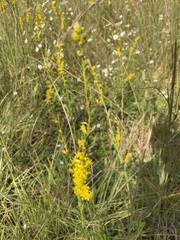 Solidago austrina