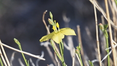 Menodora scabra glabrescens