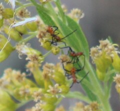 Leptoglossus phyllopus