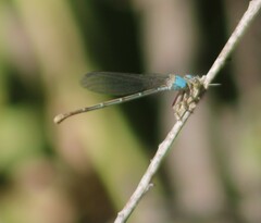 Argia moesta