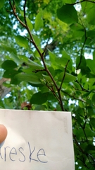 Prunus domestica