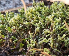 Hedwigia ciliata