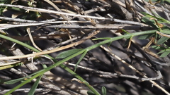 Menodora scabra glabrescens