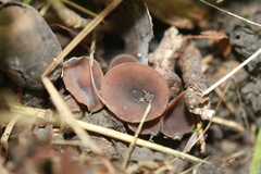 Ciboria batschiana