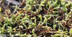 Hedwigia ciliata