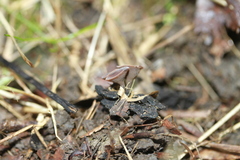 Ciboria batschiana