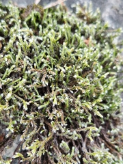 Hedwigia ciliata