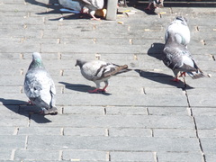 Columba livia domestica