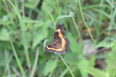 Chlosyne lacinia adjutrix