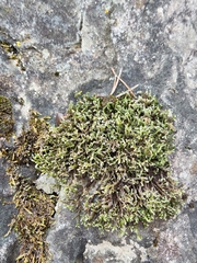 Hedwigia ciliata